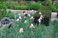 Le Jardin Laurent Perrier - Iris Sugar Magnolia, haie d'if taillée