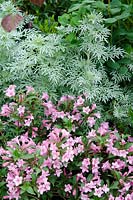 Weigela 'Pink Poppet' avec Artemisia absinthium 'Lambrook Mist'