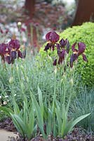 Iris germanica 'Red Orchard' avec Lavande et Buxus (Boîte) derrière. 'Windows à travers le temps' au RHS Chelsea Flower Show.