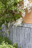 Le jardin SeeAbility. Détail du mur d'ardoise bas avec Camassia caerulea et Wisteria Floribunda alba.