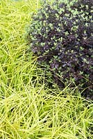 Le jardin SeeAbility. Pittosporum 'Tom Thumb' avec Carex elata 'Aurea'