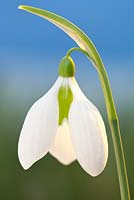 Galanthus 'Checkers', Snowdrop. Février. Portrait d'une seule fleur blanche.