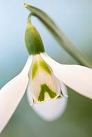 Galanthus 'Ivy Cottage Corporal', Perce-neige. Février. Bouchent le portrait de deux fleurs blanches simples.