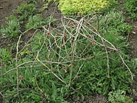 La taille des arbres servait à fabriquer une cage à rameaux pour soutenir les plantes d'Achillea et à mettre en place tôt dans la saison afin que les plantes y poussent et soient cachées