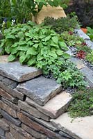 Get Well Soon Garden - mur en serpentine en pierre et enduit et agrémenté d'ardoise, de sempervivums mixtes, de polygonatum et de sambucus
