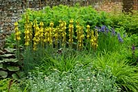 Parterre d'été avec asphodeline lutea et iris sibirica - Kirtling Tower, Suffolk