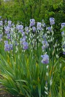 Iris pallida subsp pallida