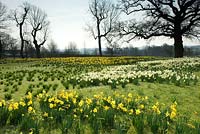 Plantation de masse - dérives de narcisses naturalisés dans le champ, Kirtling Tower, Suffolk