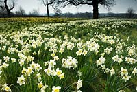 Plantation massive de narcisses dans les champs. Tour de Kirtling, Suffolk