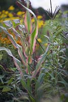 Zea japonica variegata 'Rayures et rayures' (maïs japonais) avec Oenothera biennis (onagre commune)