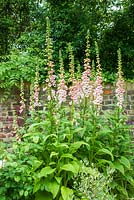 Digitalis purpurea 'Sutton's Apricot'