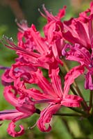 Nerine sarniensis - Guernesey Lily