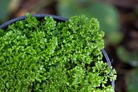 Selaginella kraussiana 'Aurea'