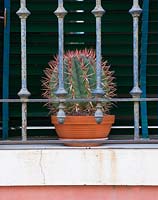 Cactus en pot sur balcon à Venise, Italie