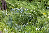 Parterre de fleurs mélangé avec Amsonia tabernaemontana, Anemone sylvestris et Polygonatum 'Weihenstephan'