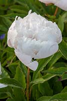 Paeonia lactiflora 'Noemie Demay'