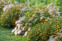 Fleurs se balançant de Hordeum jubatum à côté de Tagetes tenuifolia