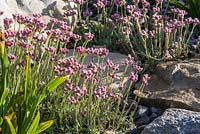Antennaria dioica 'Rubra' dans le jardin de rocaille