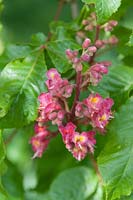 Aesculus x carnea briotii - Marronnier à fleurs rouges