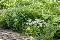 La plantation sur le thème blanc à côté du chemin de jardin pavé de granit, Asperula taurina, Primula japonica
