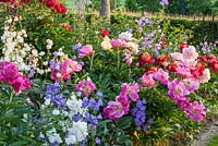 Parterre de fleurs de pivoine en pleine floraison avec Paeonia Lactiflora 'Catharina Fontijn' et Paeonia lactiflora-Hybride 'West Elkton'