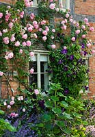 Rosa 'Caroline testout' et Clematis 'Viola' à Wollerton Old Hall, Shropshire UK - mur sud des cottages