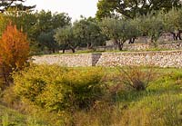Terrasses d'oliviers. Provence, France, Domaine de la Verriere