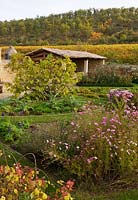Vignobles et potager clos de murs plantés de figues et de cosmos. Provence, France, Domaine de la Verriere