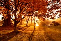La lumière du soleil tôt le matin illumine les érables japonais (acers) près du lac. Place Wakehurst, Sussex
