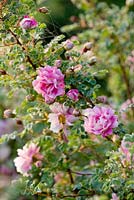 Rosa pimpinellifolia 'Rose marbré'