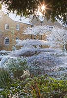Arbre couvert de neige dans le jardin de campagne, l'hiver. Cornus Alternifolia 'Argentea'