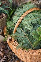 Protection hivernale. Plantes tendres placées dans un panier en osier, isolées de feuilles automnales, protégées du vent avec des branches d'arbres de Noël