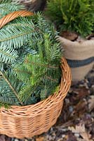 Protection hivernale. Plantes tendres placées dans un panier en osier, isolées de feuilles automnales, protégées du vent avec des branches d'arbres de Noël