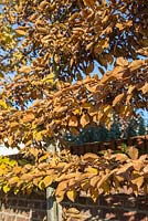Carpinus - charme de pêche avec des feuilles d'automne
