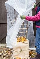 Protection hivernale. Emballage de base de figuier Ficus carica 'Brown Turkey' avec toile de jute, rempli de feuilles d'automne pour l'isolation et recouvert de molleton pour se protéger du gel.