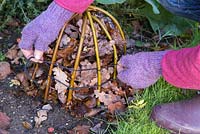 Protection hivernale. Création d'une cloche de protection pour Dahlia 'Bishops Children '. Construite à partir de branches de saule courbées en forme et fixées au sol, isolées de feuilles automnales.