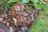 Protection hivernale. Création d'une cloche de protection pour Dahlia 'Bishops Children '. Construite à partir de branches de saule courbées en forme et fixées au sol, isolées de feuilles automnales.