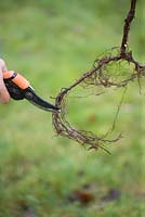 Planter un arbuste à fruit de canne framboise - couper les longues racines pour encourager les racines à pousser rapidement