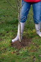 Planter un arbre fruitier à racines nues - le sol se raffermit autour de la motte pour s'assurer qu'il n'y a pas de poches d'air