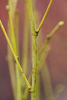 Tilia Platyphyllos 'Aurea' Écorce d'hiver jaune