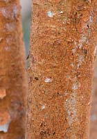 Luma Apiculata - Myrte chilien - Gros plan d'écorce