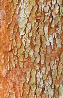 Luma apiculata - myrte chilien