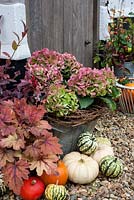 Décoration d'automne rustique à l'extérieur du chalet porte inc courges, hortensias