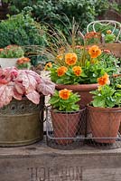 Altos orange en pots avec Carex testacea et Heuchera 'Redstone Falls'