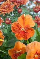 Viola à l'orange - 'Cats Whiskers Orange' avec chrysanthème 'Poppins'
