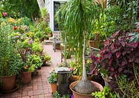 Patio avec plantation en pot. Les plantes comprennent Nolina recurvata, Iresine, Lilium et Impatiens