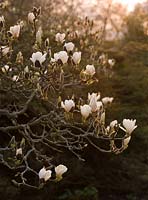 Magnolia denudata au coucher du soleil