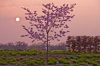 Prunus 'Accolade' au coucher du soleil