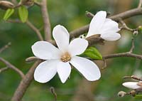 Magnolia x Loebneri 'Snowdrift'