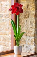fleurs rouge foncé brillantes d'amaryllis hippeastrum 'perle noire'